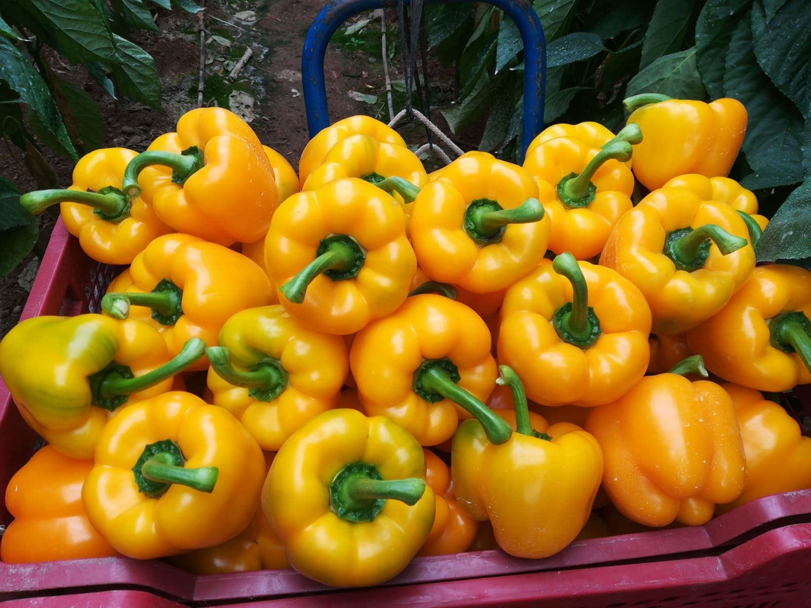 chile habanero amarillo solucionint