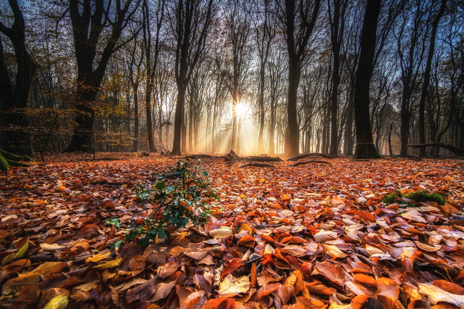 otoño luz solar melatonina solucionint