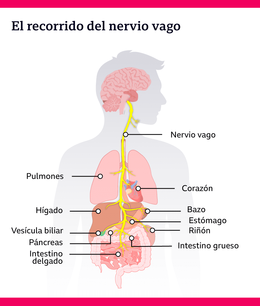 ¿Cuáles son los componentes del eje microbiota-intestino-cerebro? soluciones inteligentes solucionint