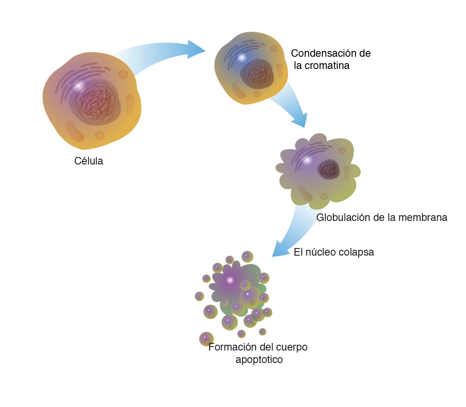 propiedades anticancerígenas apoptosis soluciones inteligentes