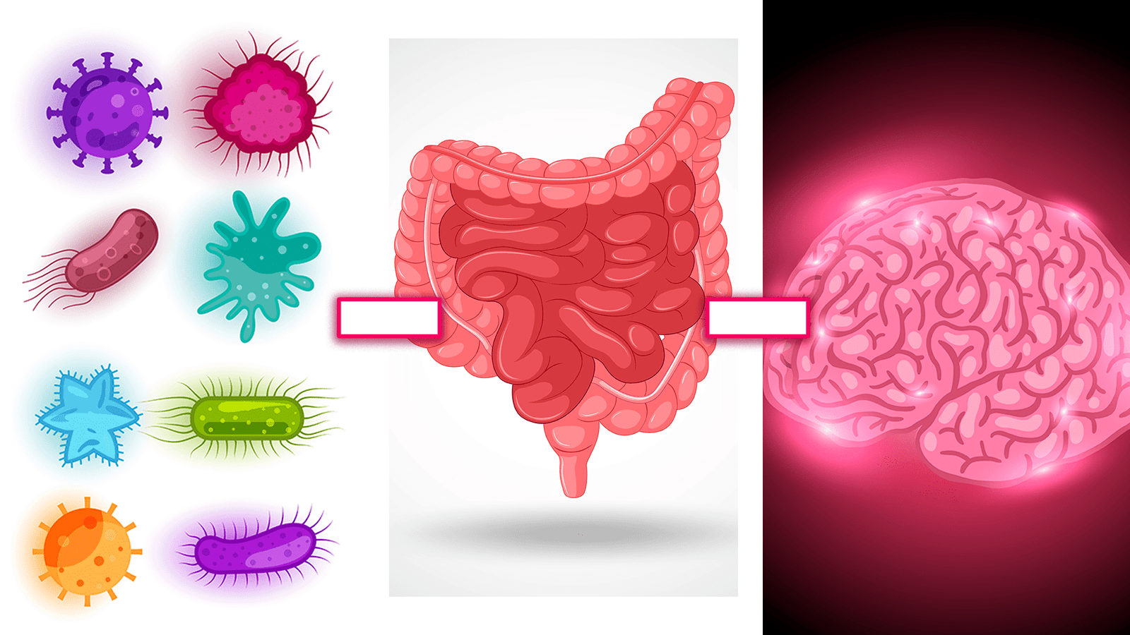 ¿Qué es el eje microbiota-intestino-cerebro? soluciones inteligentes solucionint