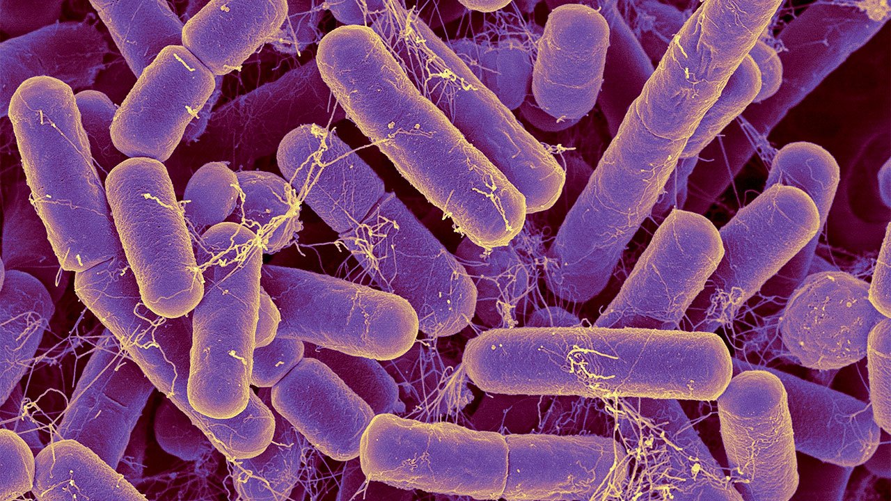 bacteroidetes soluciones inteligentes solucionint