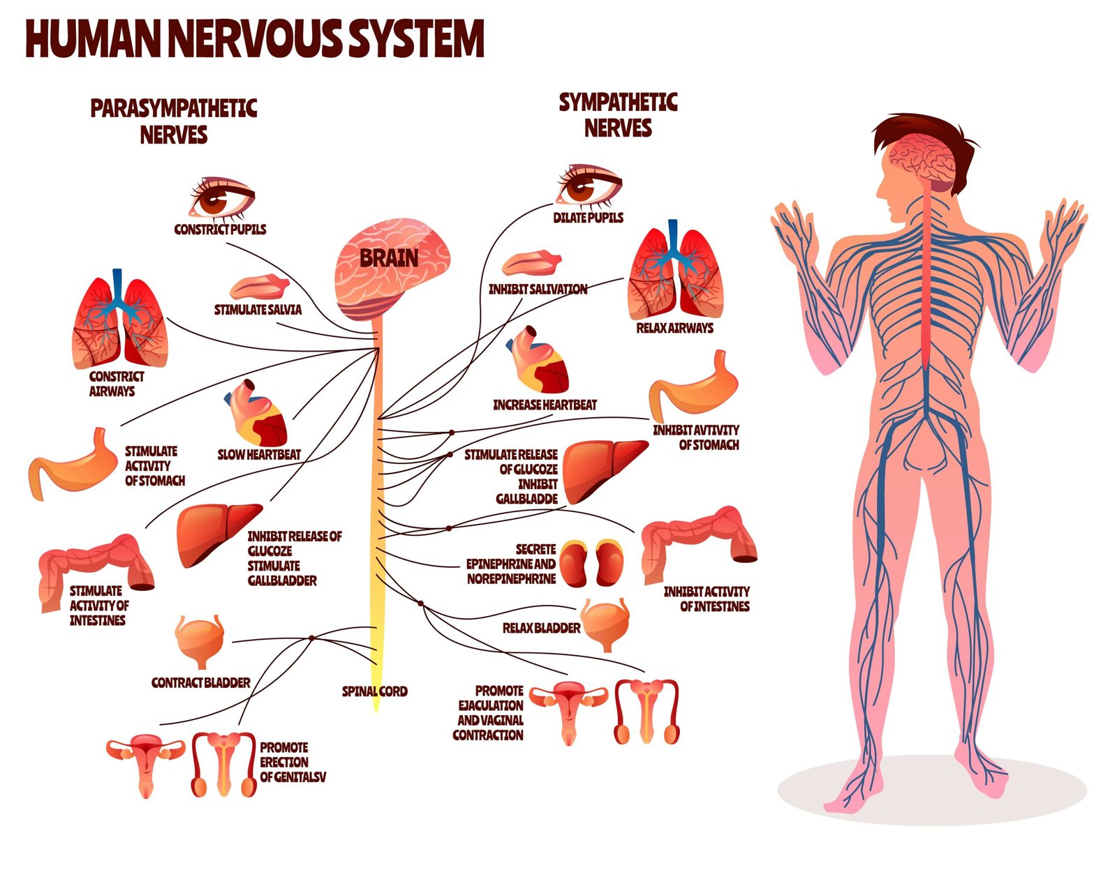 sistema nervioso central soluciones inteligentes solucionint