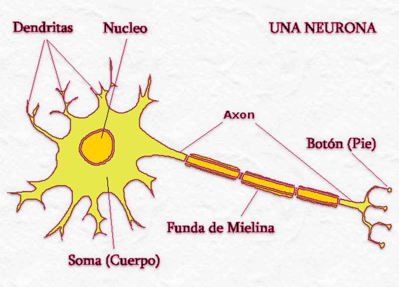 neurona axón soluciones inteligentes