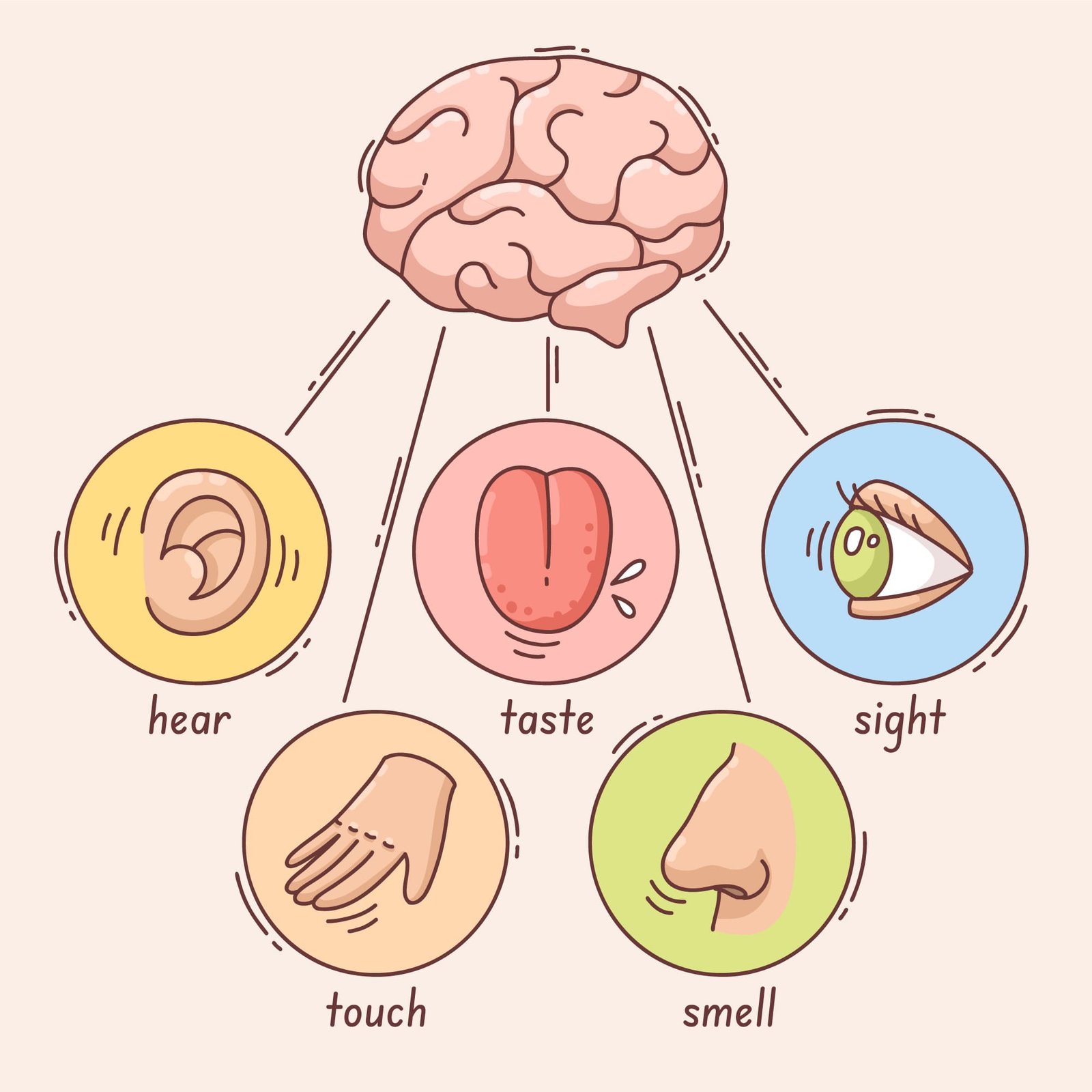 plasticidad cerebral funcional soluciones inteligentes solucionint