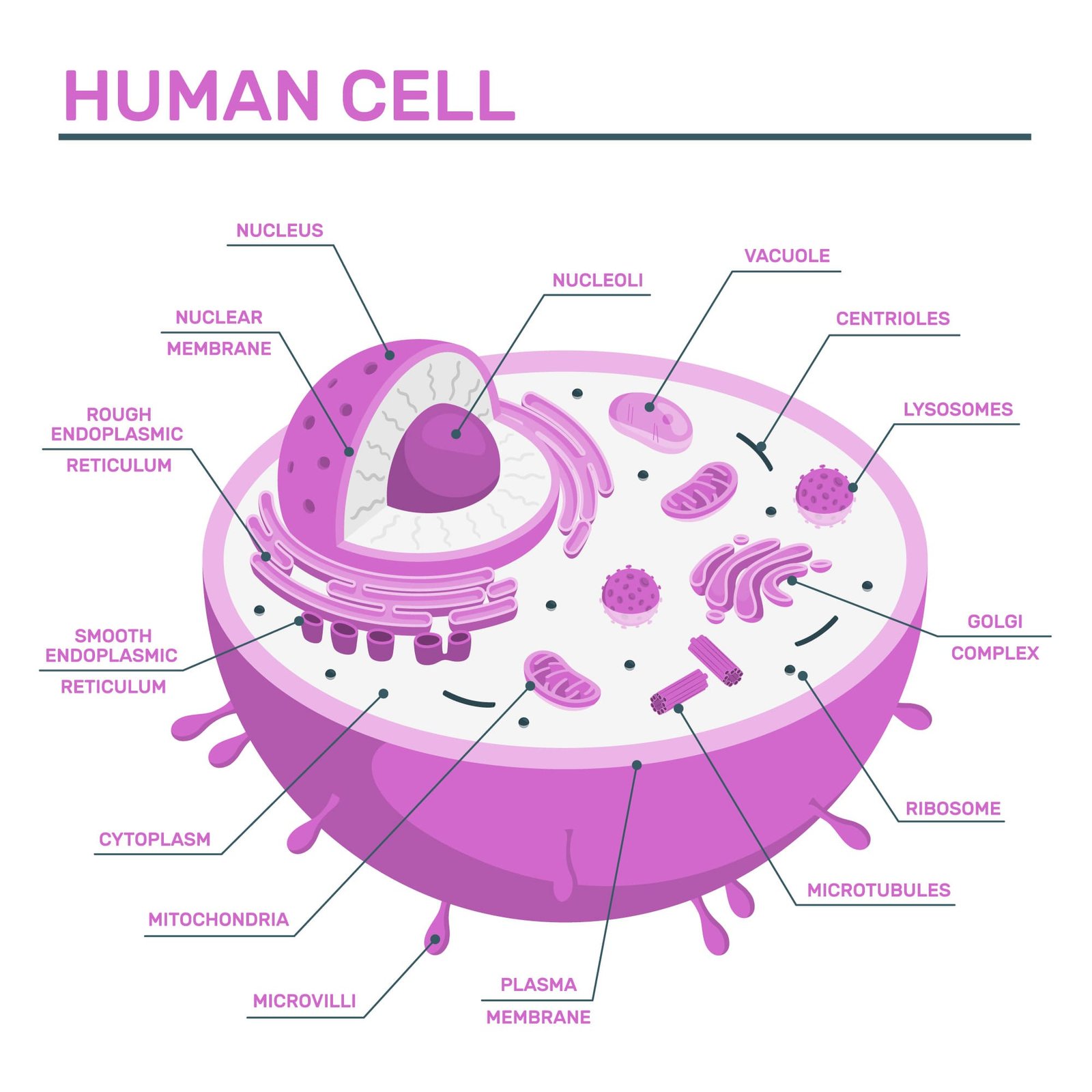 célula humana colesterol soluciones inteligentes solucionint