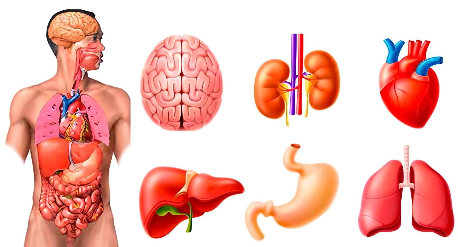 la importancia del colesterol en el organismo: riesgos de niveles demasiado bajos soluciones inteligentes solucionint