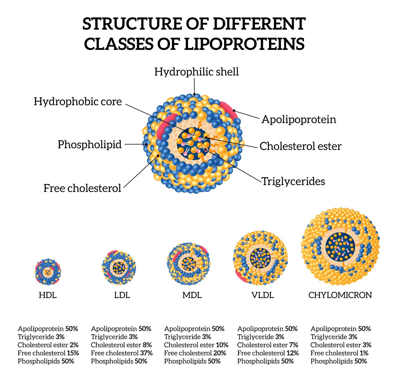 lipoproteínas colesterol soluciones inteligentes solucionint