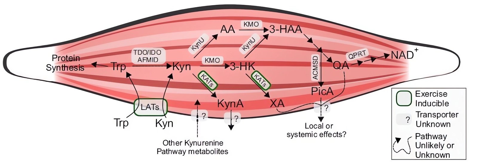 aumento de masa muscular metabolismo triptófano soluciones inteligentes solucionint