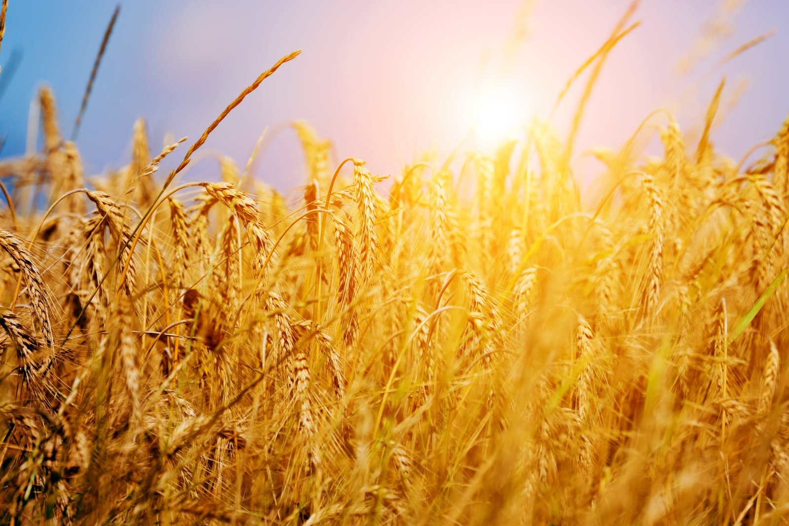 los ingredientes bioactivos de la avena explorando sus poderosos efectos en la salud soluciones inteligentes solucionint