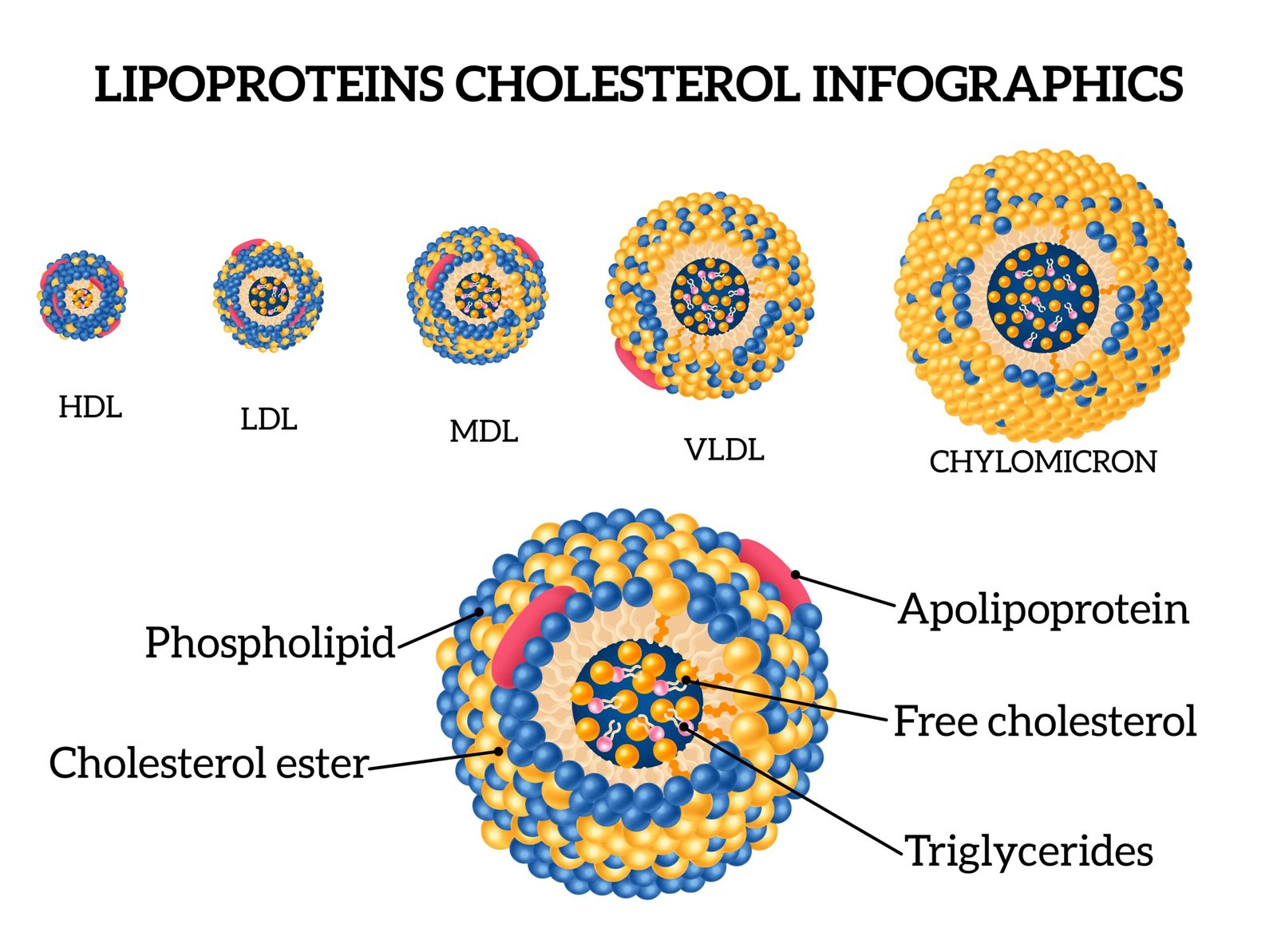 ¿Sabías que el colesterol LDL es uno de los principales causantes de aterosclerosis? soluciones inteligentes solucionint