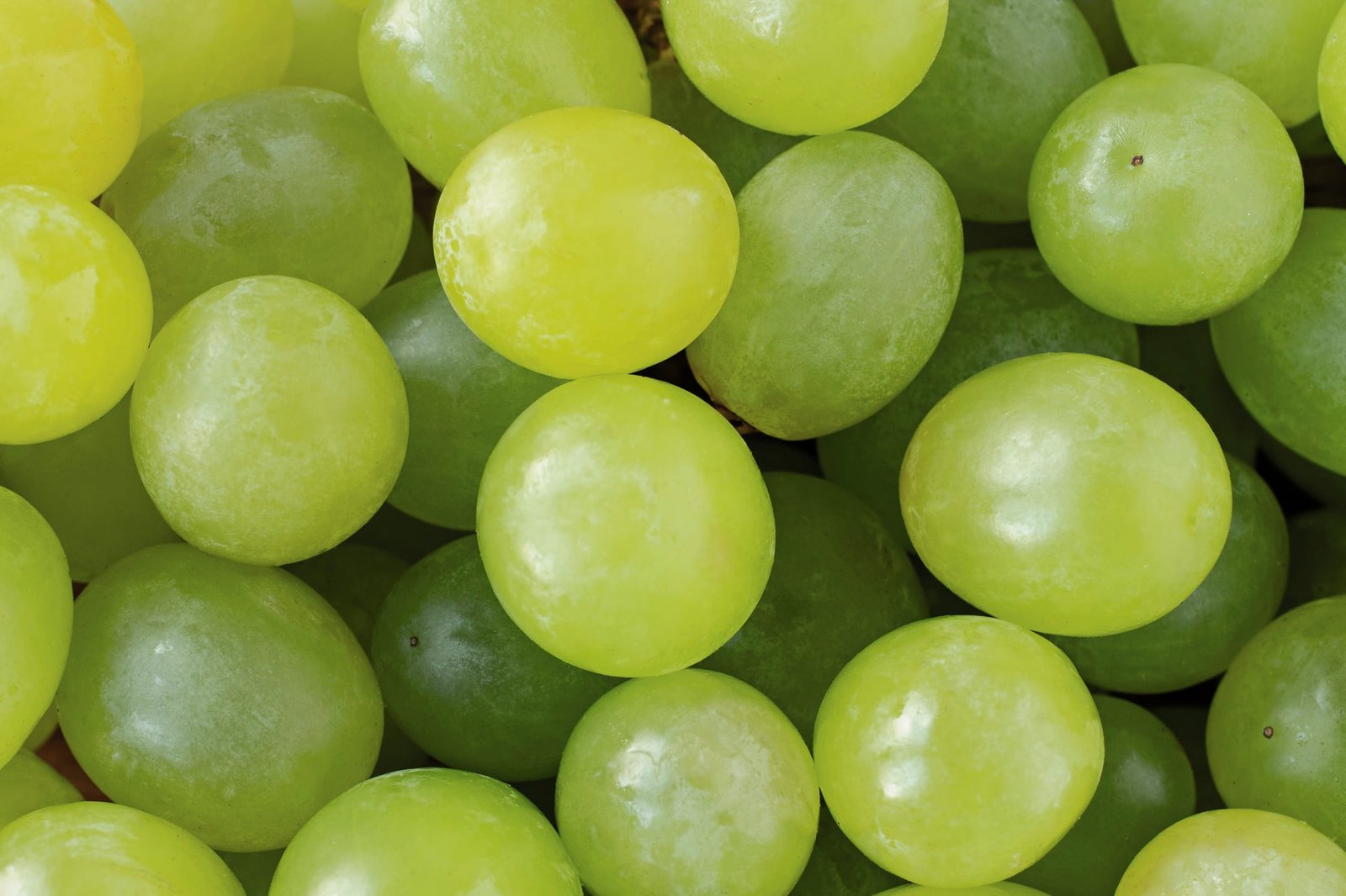 el rol de los estilbenos en las uvas para mantener una salud óptima soluciones inteligentes solucionint