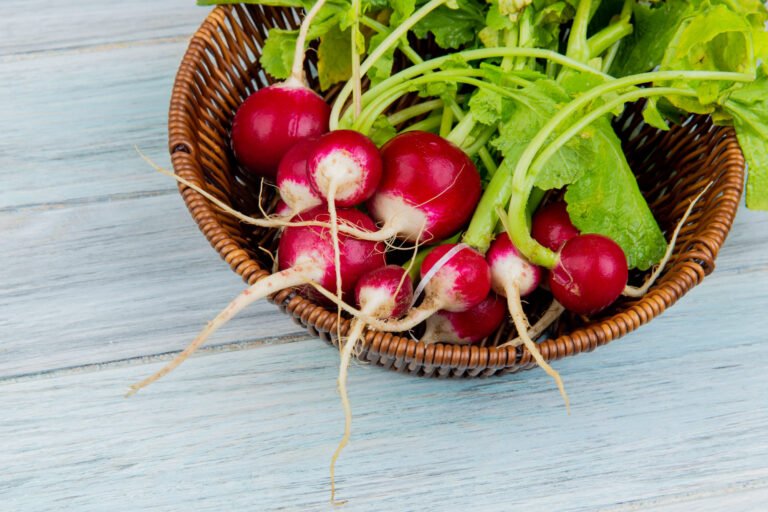 nutritivos rábanos rojos raphanus sativus explorando sus beneficios para la salud soluciones inteligentes solucionint