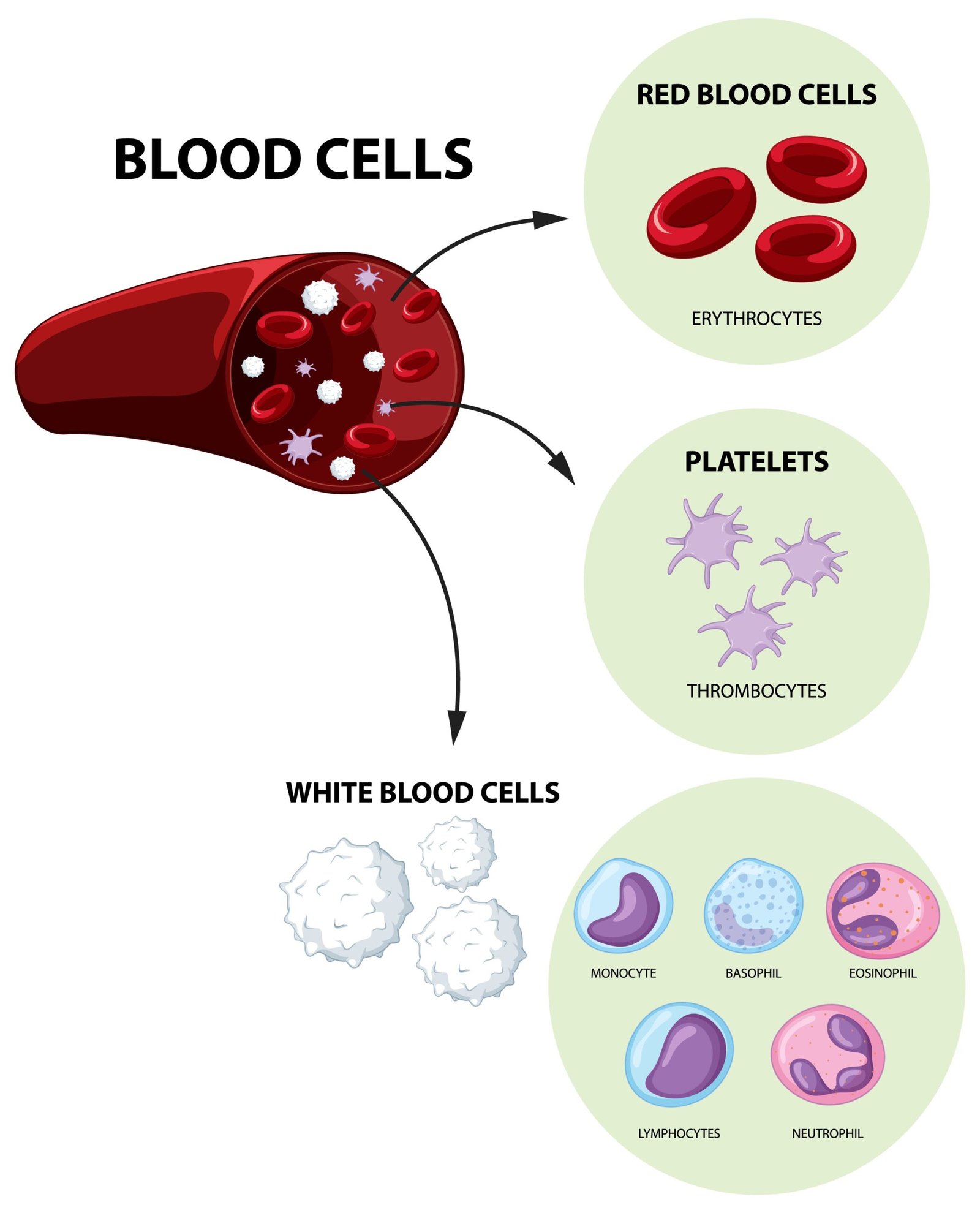 ejercicio físico beneficios sangre periférica soluciones inteligentes solucionint