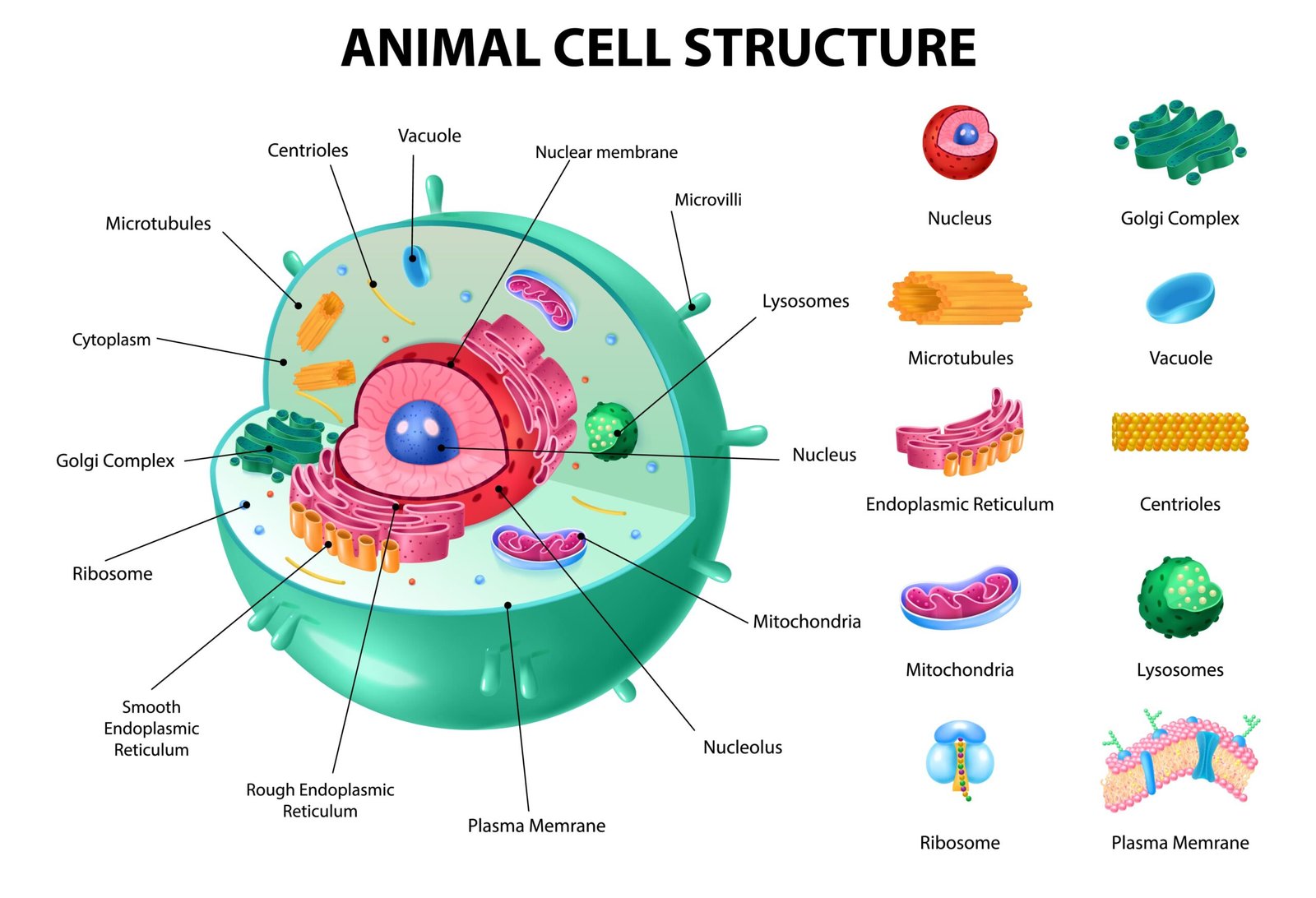 ejercicio físico para una célula más limpia la ciencia detrás de la autofagia soluciones inteligentes solucionint