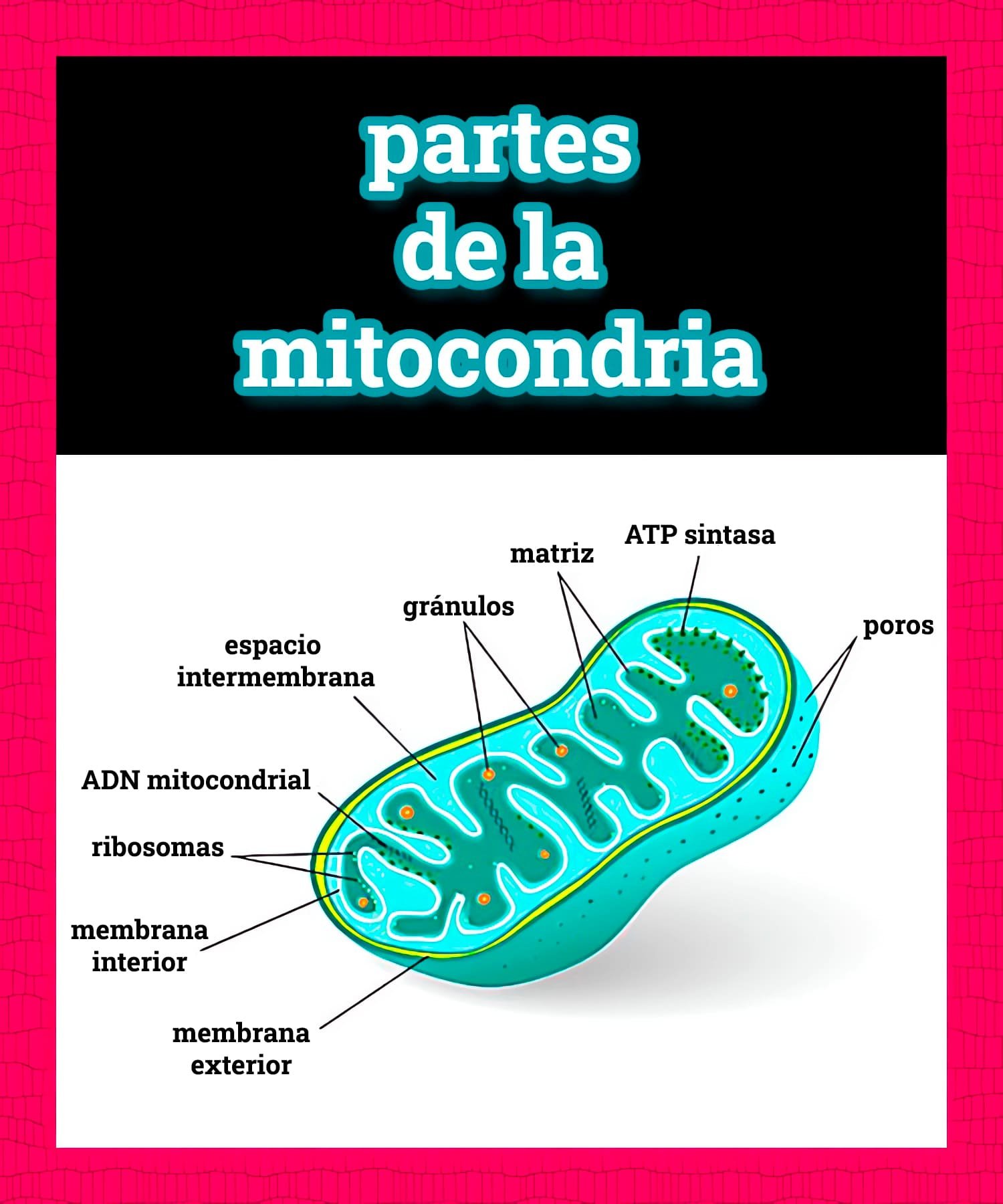 partes de la mitocondria ejercicio físico soluciones inteligentes solucionint