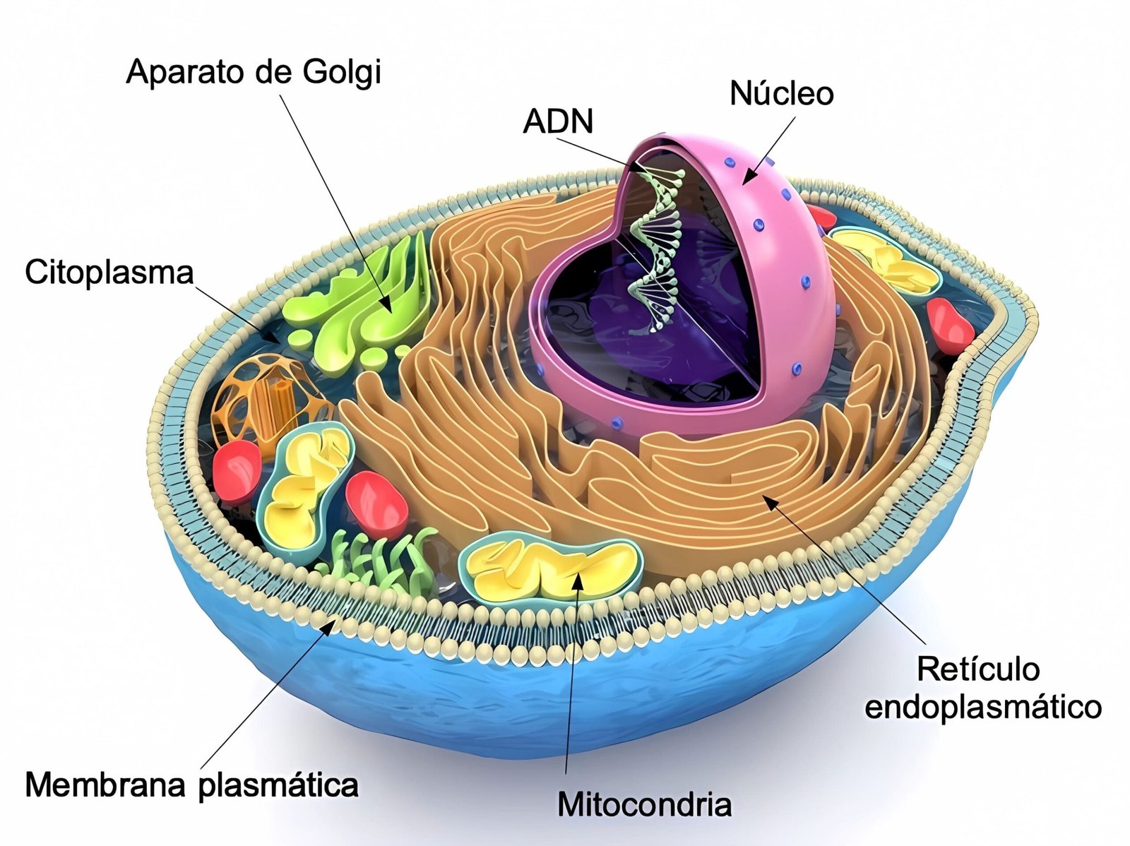 transformando tus mitocondrias para un mayor rendimiento ejercicio físico soluciones inteligentes solucionint