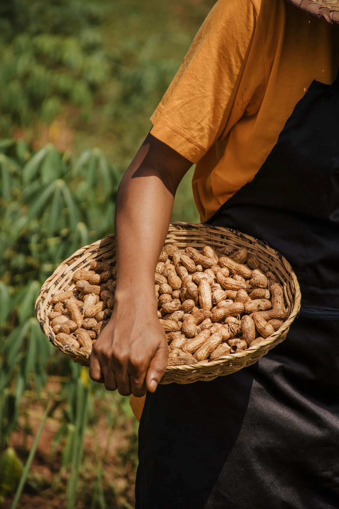 cacahuate semillas cultivo grasas lípidos soluciones inteligentes solucionint