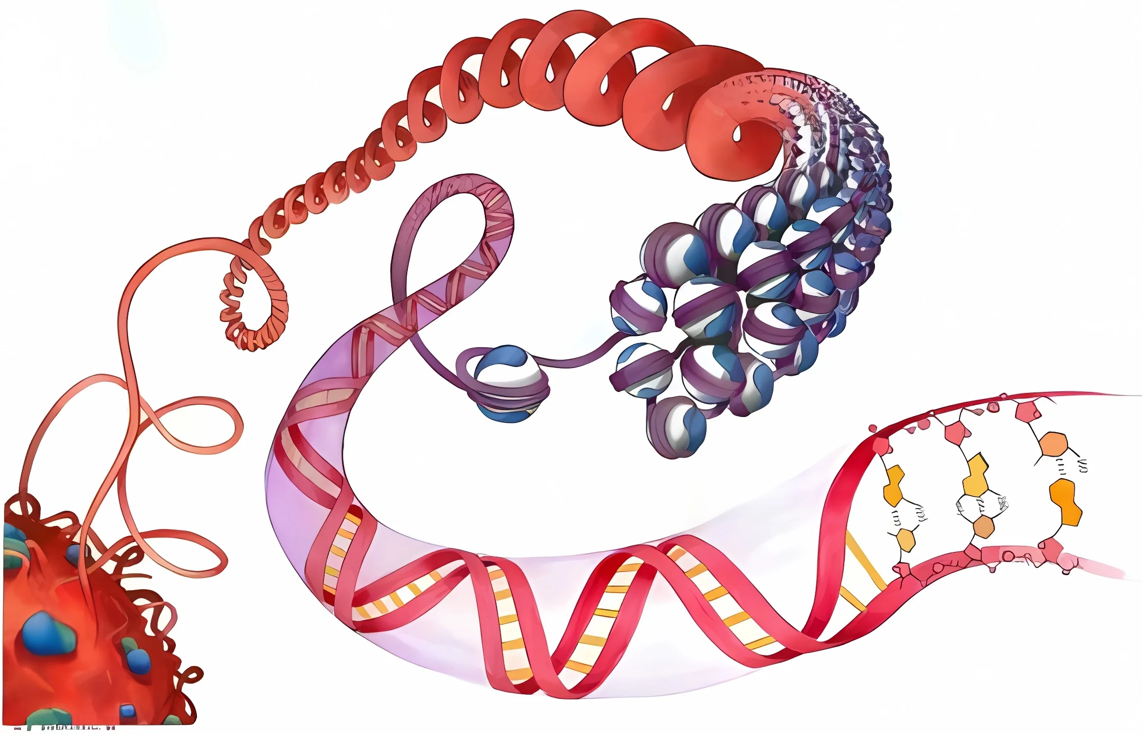 proteínas de globulina soluciones inteligentes solucionint