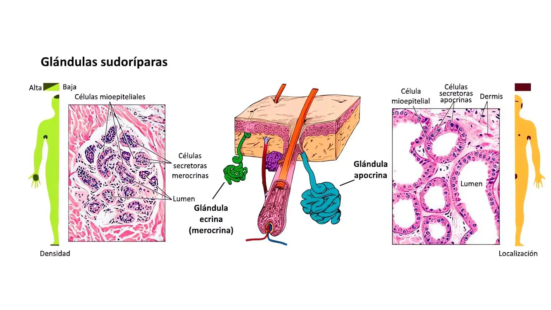 la ciencia detrás de la glándula ecrina estructura y función soluciones inteligentes solucionint